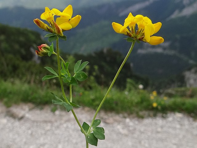 Lotus corniculatus